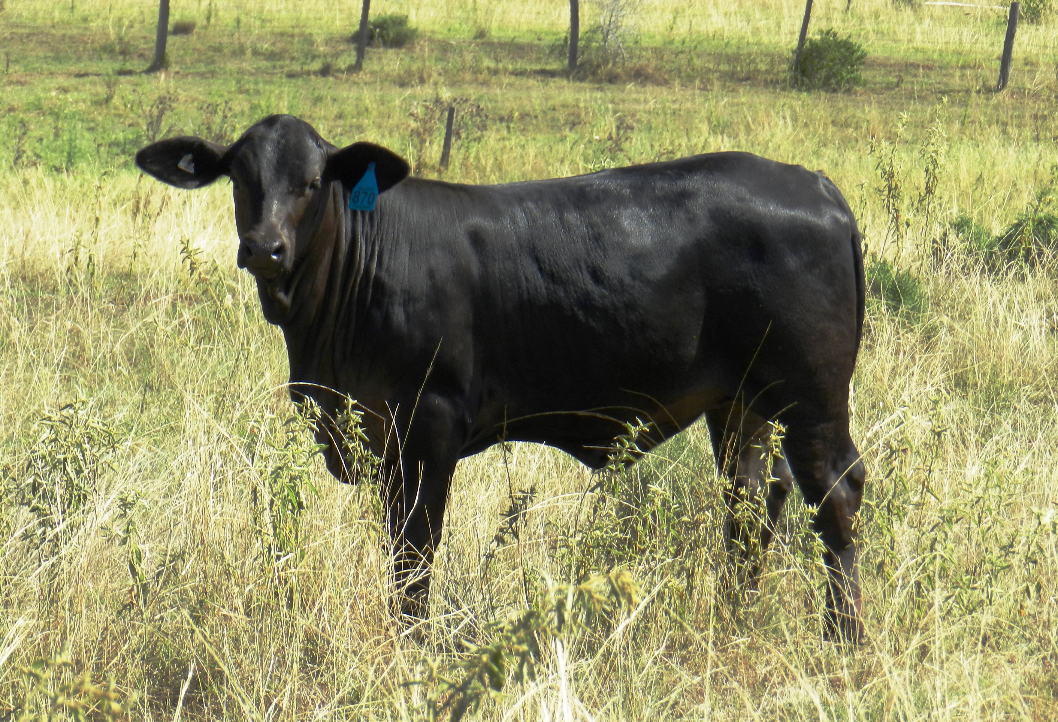 Elara Cindy 6th (2018)